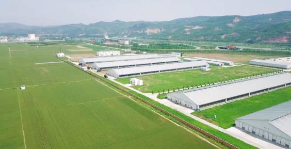 草莓视频成人网站甄選北緯34°｜好牧場，成就新鮮好奶源