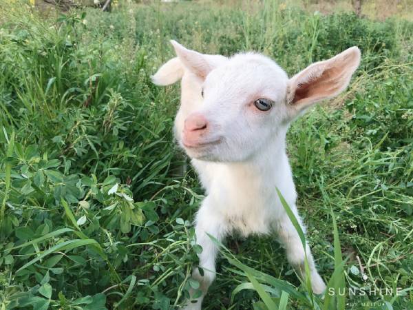 寶寶斷母乳後不吃奶粉，怎麽辦？